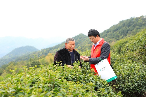 图为该行工作人员在茶园帮助茶农采摘、向茶农宣讲金融政策 (2).jpg