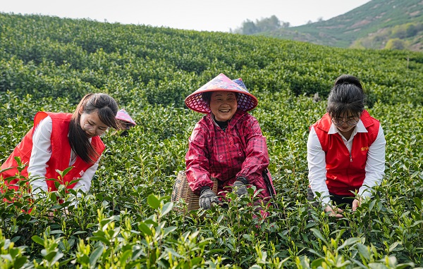 在白茶采摘旺季，稠州银行湖州长兴和平支行协助茶农采摘推销.jpg
